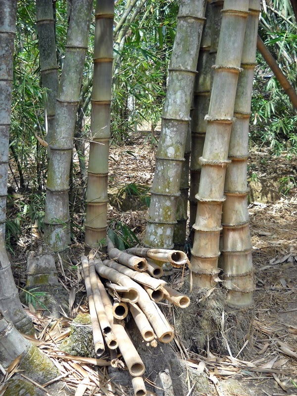 Manfaat Bambu Betung ~ Agro Budidaya