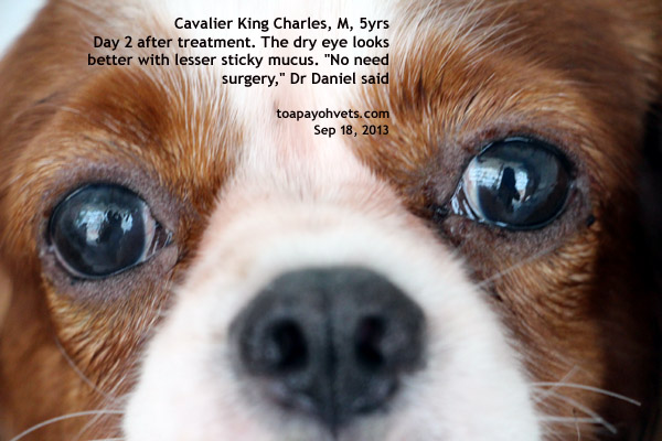 How To Restrain A Dog For Eye Drops How To Restrain A Dog For Eye Drops