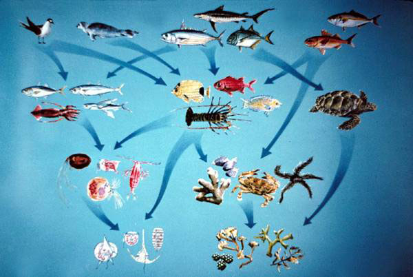 Marine Ecosystem Food Web from Marine Ecosystem Food Web from
