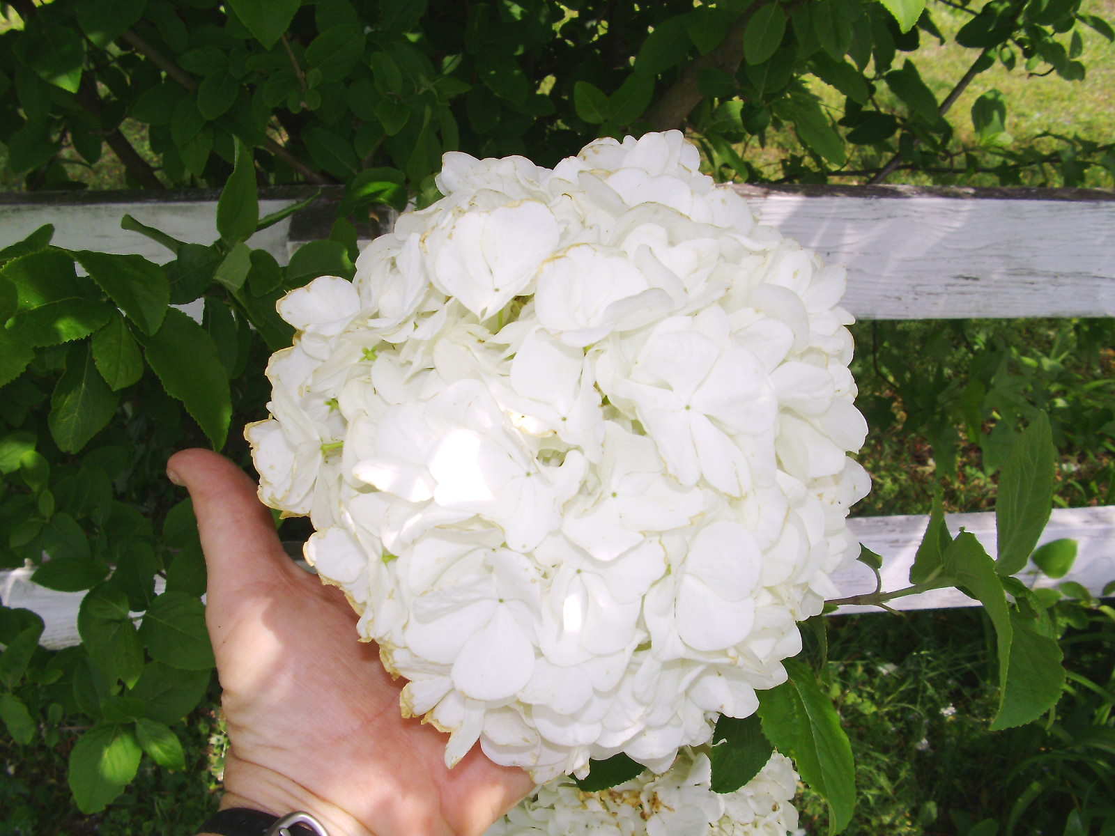 Viburnum Macrocephalum Chinese Snowball Viburnum Snowball