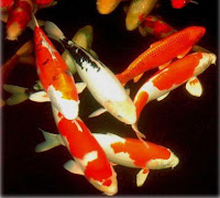 ikan hias air tawar