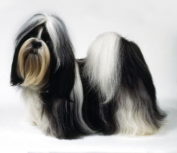 Dog Shitzu
