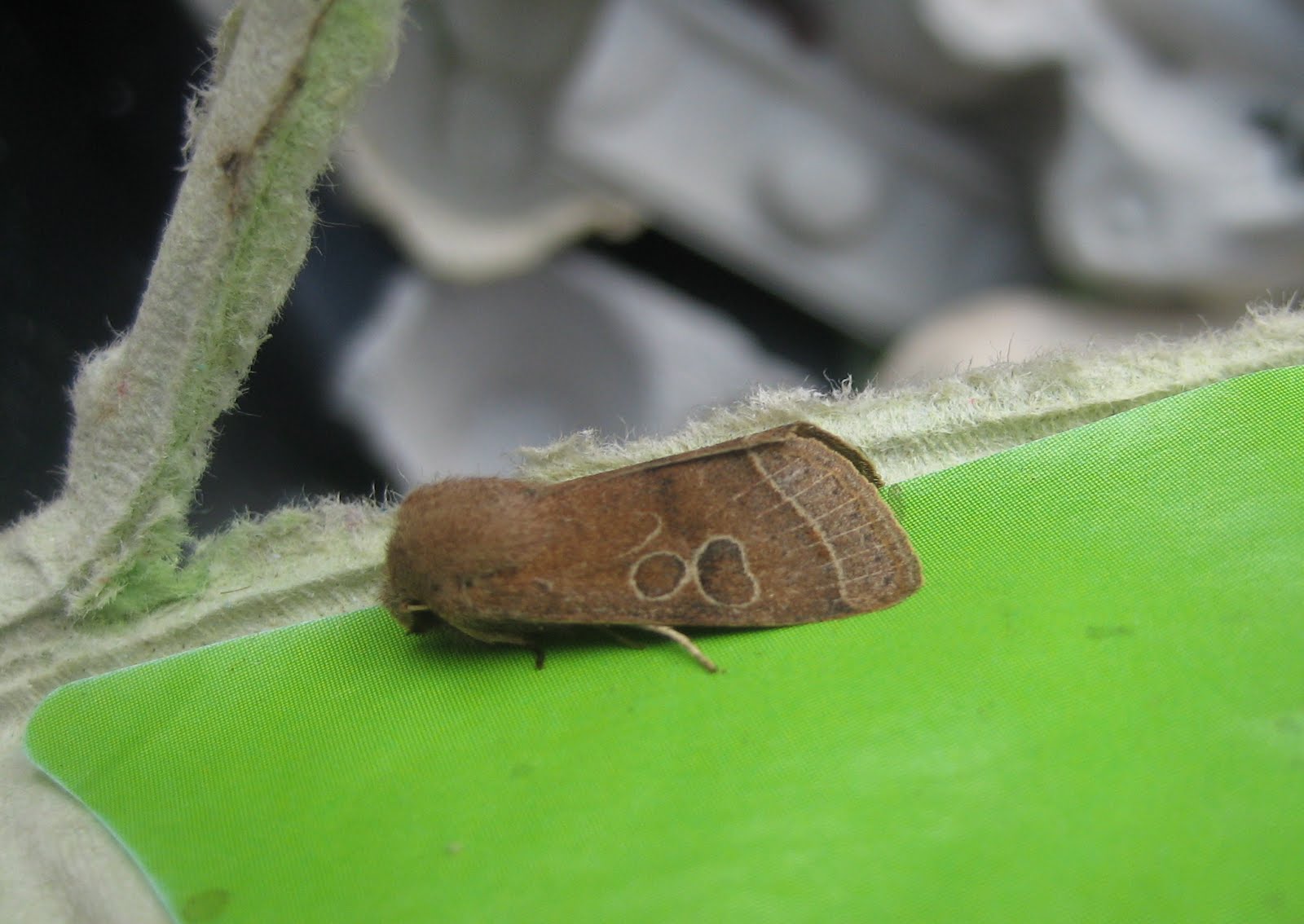 Martin's Moths A brown (and grey) moth in a green shade