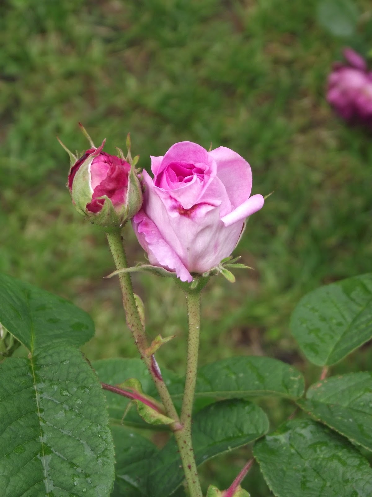 Les Roses Et La Signification De Leurs Couleurs
