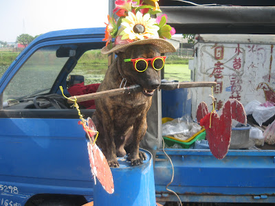 dogs in Taiwan dog on bucket in Taiwan