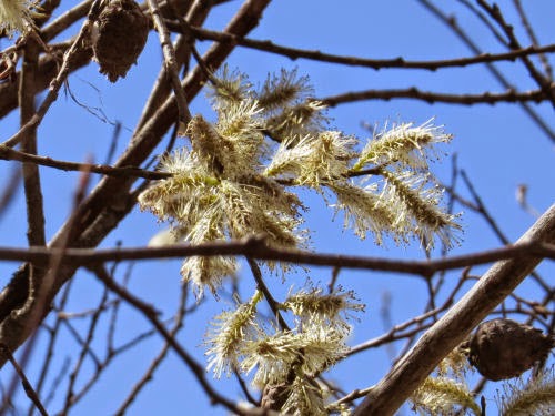 pussy willow