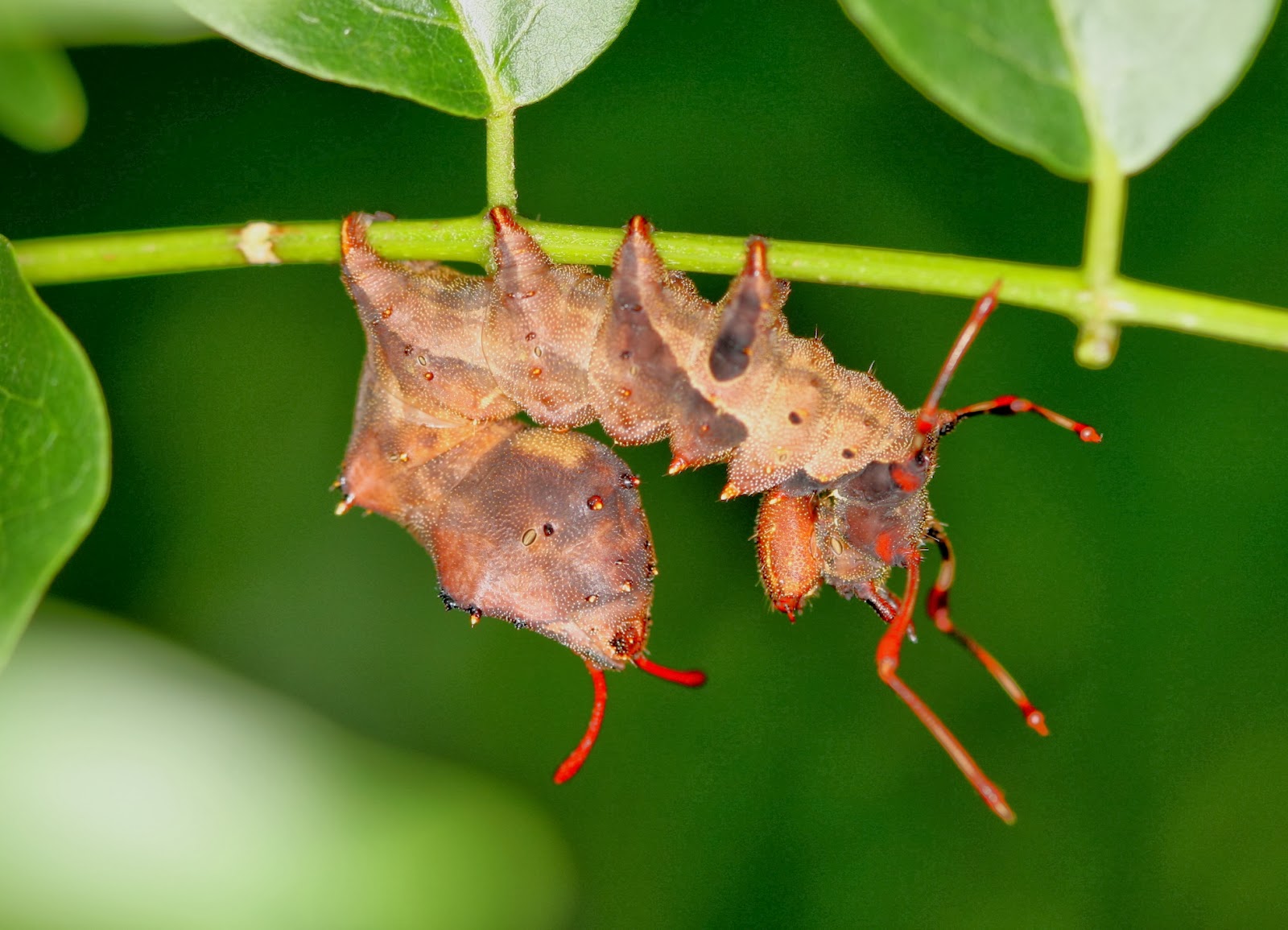 浜北 里山と人といきものビオトープ 奇妙奇天烈摩訶不思議