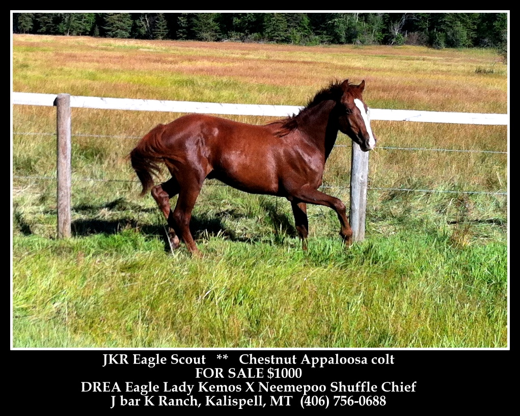 HORSES FOR SALE Horses for sale