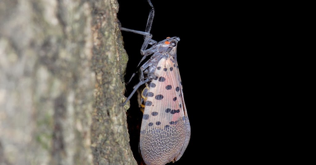 One species a day Spotted Lanternfly