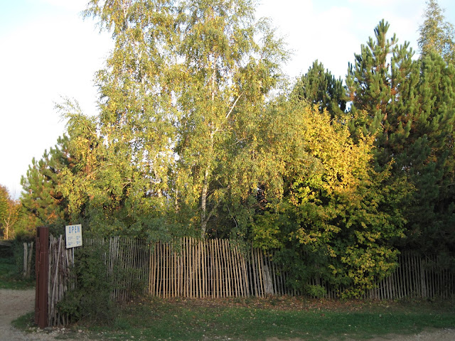 Baum von der Herbstsonne beleuchtet