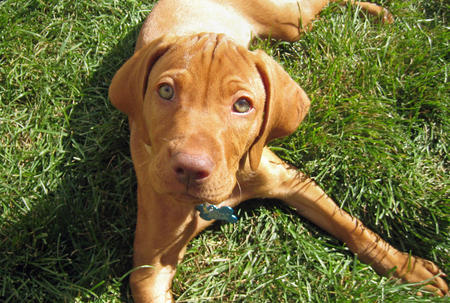 Vizsla Puppies on Vizsla Puppies Pictures And Information