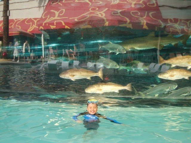 Swim with the sharks at the Golden Nugget — PHOTOS