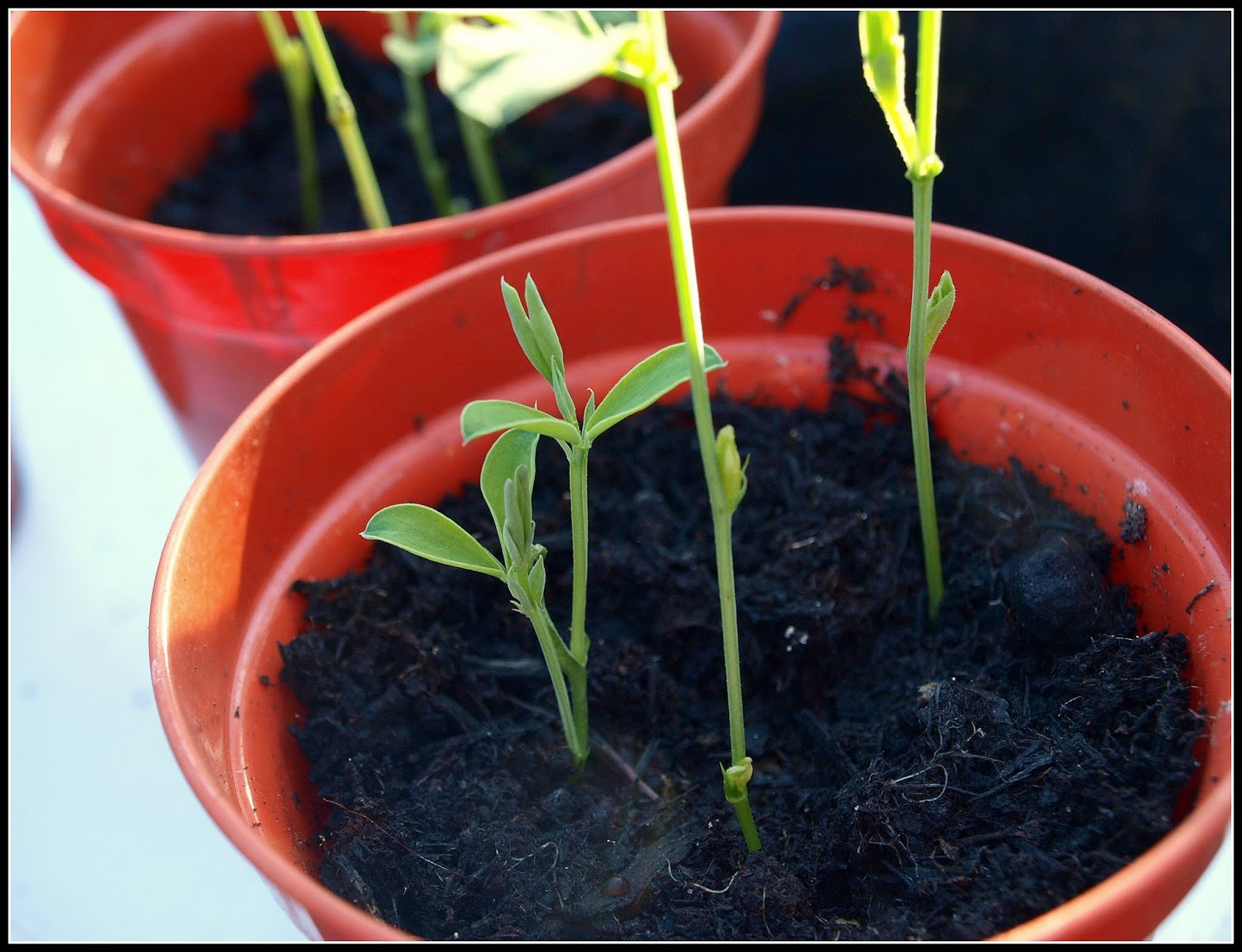 Mark's Veg Plot Pinchingout Sweet Peas