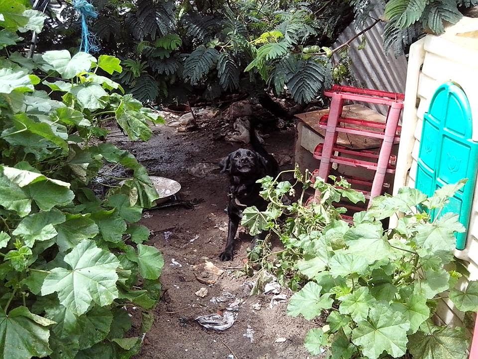 Das wahre Leben So´n büschen bekloppt ist ja ok. Schwarze Hunde und