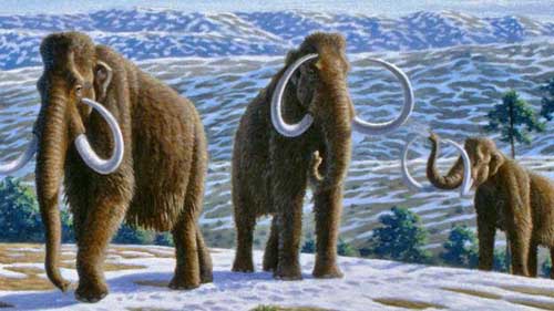 the extinct animals research woolly mammoth Much like the extinct woolly rhino, the buried bones and bodies of woolly mammoths is something researchers and archaeologists have come across many times, specifically near the mammoths final destination, the arctic. the extinct animals research woolly mammoth Much like the extinct woolly rhino, the buried bones and bodies of woolly mammoths is something researchers and archaeologists have come across many times, specifically near the mammoths final destination, the arctic.