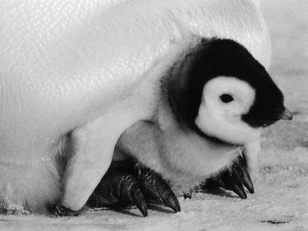 Penguin Chicks Pictures