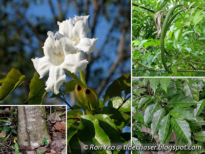 Mangrove Trumpet (Dolichandrone spathacea) Mangrove Trumpet (Dolichandrone spathacea)
