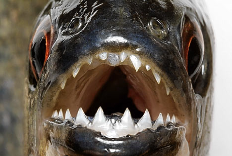 Biggest Piranha Fish