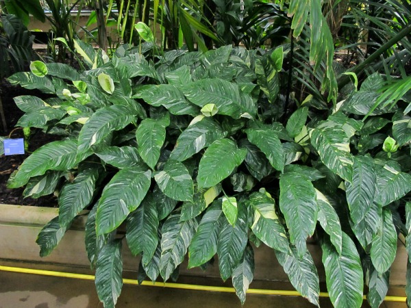 Spathiphyllum wallisii variegata