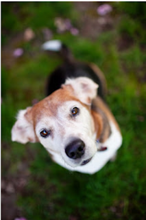 Dog Drools For Food Dog Drools For Food