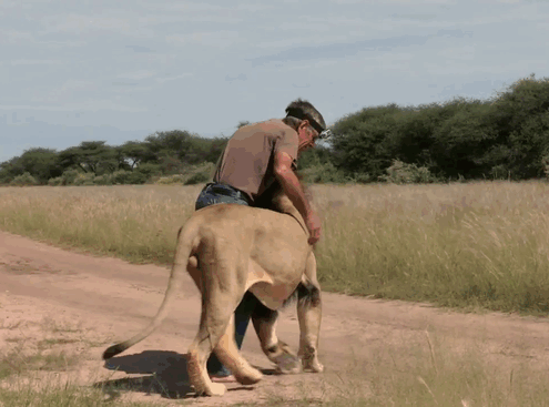 Frikkie feels lucky to have observed Zion as he matured. He got to see, firsthand, all the stages of the lion's life. - This Is The Story Of A Man And His Best Friend, A Lion Named Zion Frikkie feels lucky to have observed Zion as he matured. He got to see, firsthand, all the stages of the lion's life. - This Is The Story Of A Man And His Best Friend, A Lion Named Zion