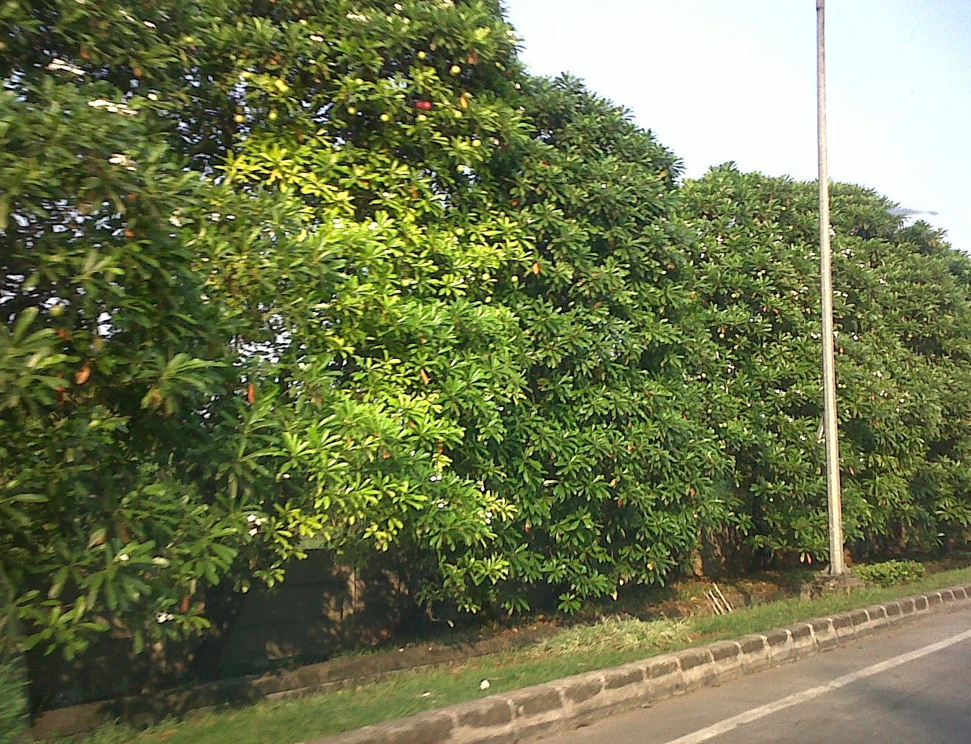 bibit tanaman murah jual pohon bintaro di yogyakarta bibit tanaman murah jual pohon bintaro di yogyakarta