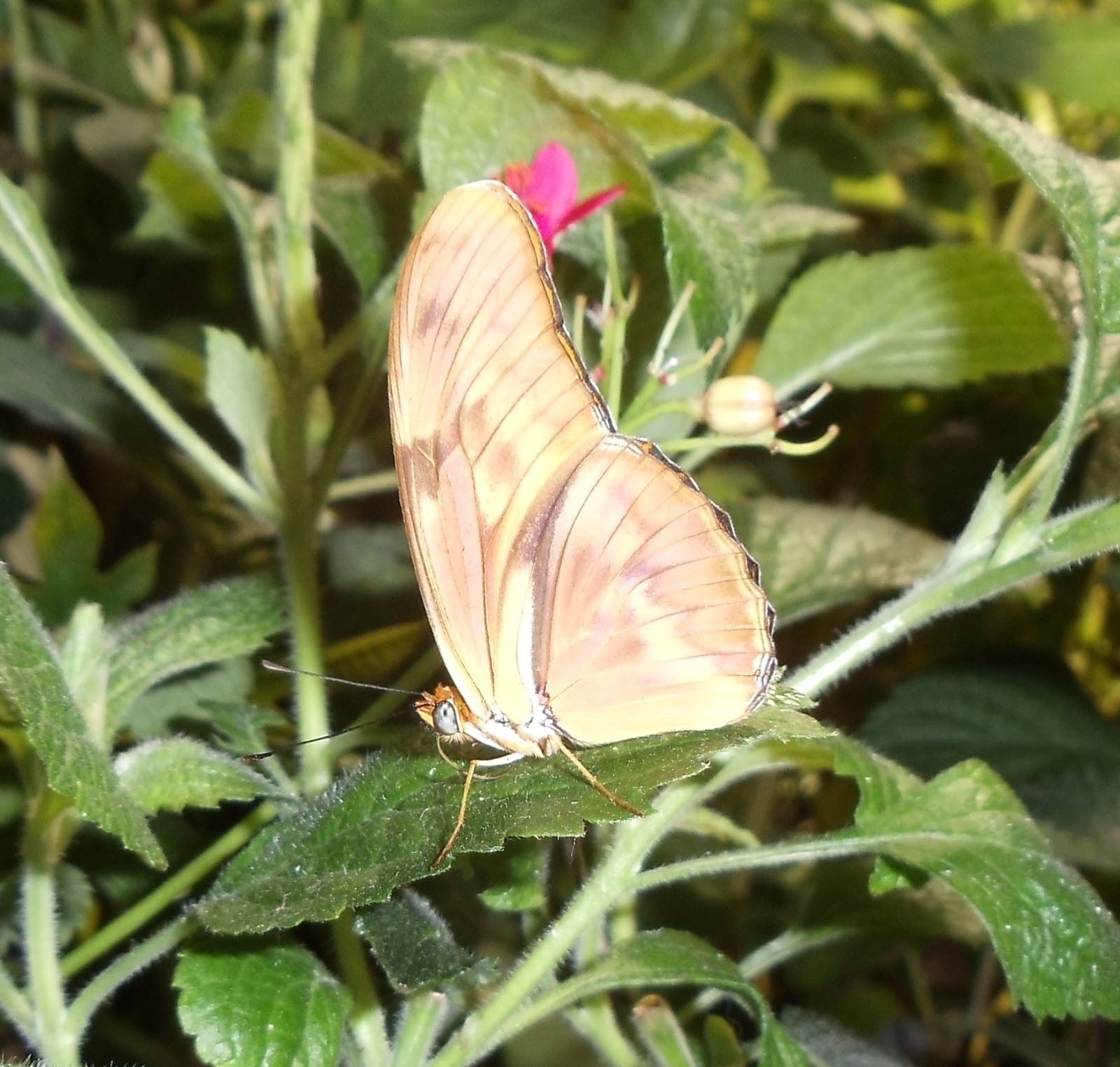 Visiting the Butterfly Pavilion at the National Museum of Natural