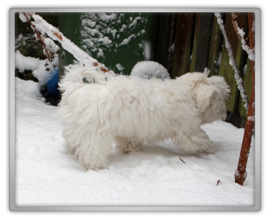 jofee jonathan saccone joly maltese dog puppy 18 weeks old 4 months cute adorable marjolein kucmer playing snow snowing first time 1 jofee jonathan saccone joly maltese dog puppy 18 weeks old 4 months cute adorable marjolein kucmer playing snow snowing first time 1