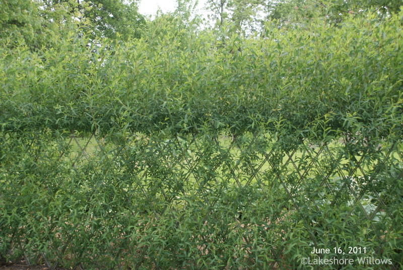 Living Willow Hedge