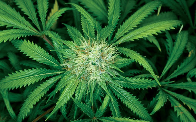 période de floraison du cannabis période de floraison du cannabis