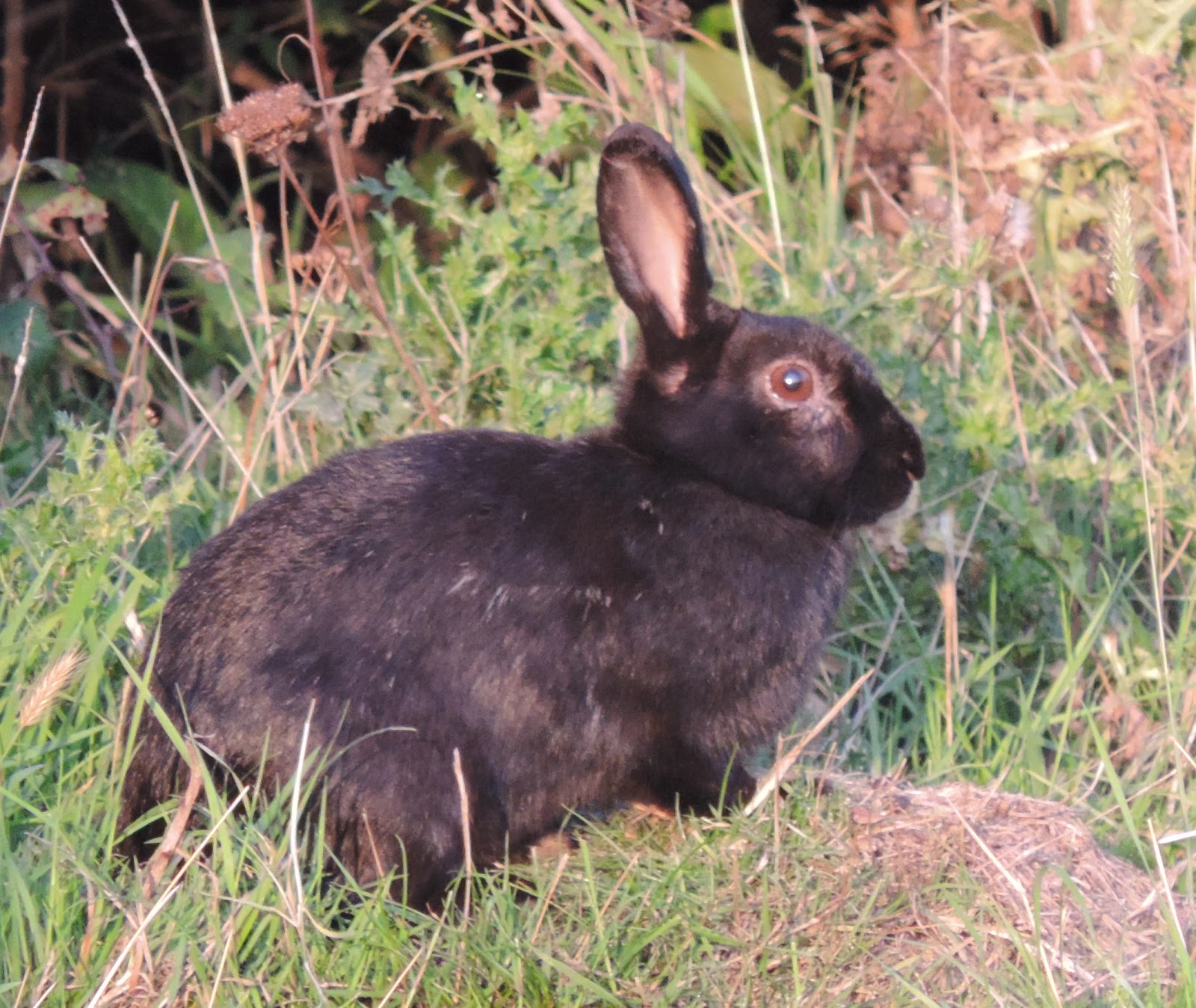 black rabbit in farlington marshes nature reserve