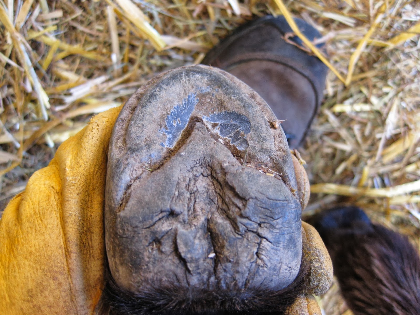 The Dancing Donkey Donkey Feet Ramsey