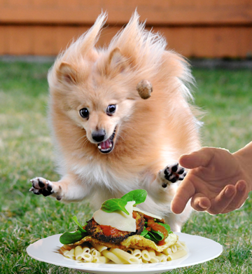 what do pomeranians eat dances with dogs my dogs on bathing and religion what do pomeranians eat dances with dogs my dogs on bathing and religion