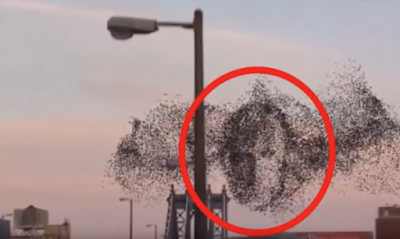 UFO Sightings Creepy Alien Face In Flock Of Birds 2015, UFO Sighting News