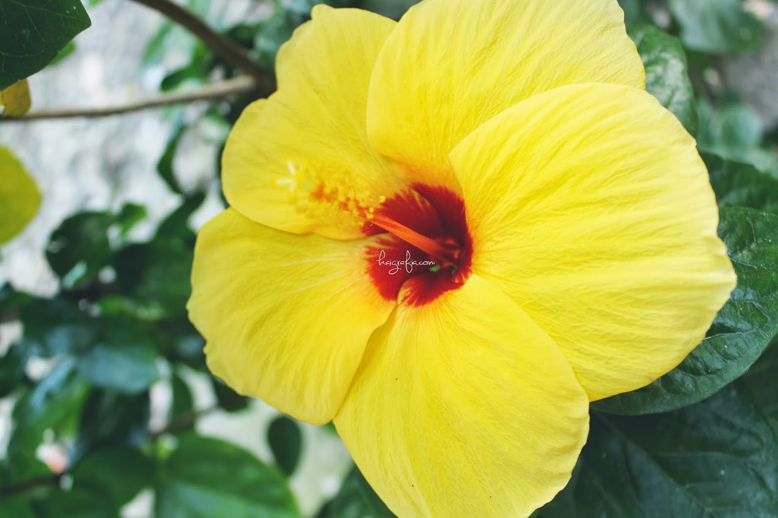 flower yellow philippines