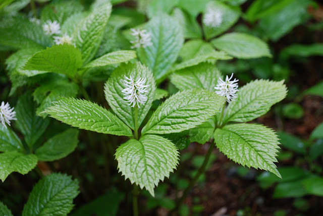 Elisabeth C. Miller Botanical Garden, Highlands, Washington state