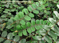 Pellaea rotundifolia