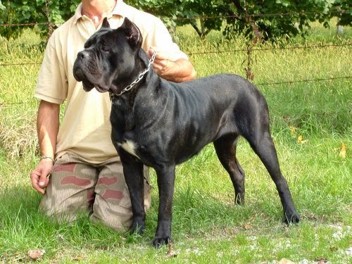 How To Clean Dogs Ears Cane Corso How To Clean Dogs Ears Cane Corso