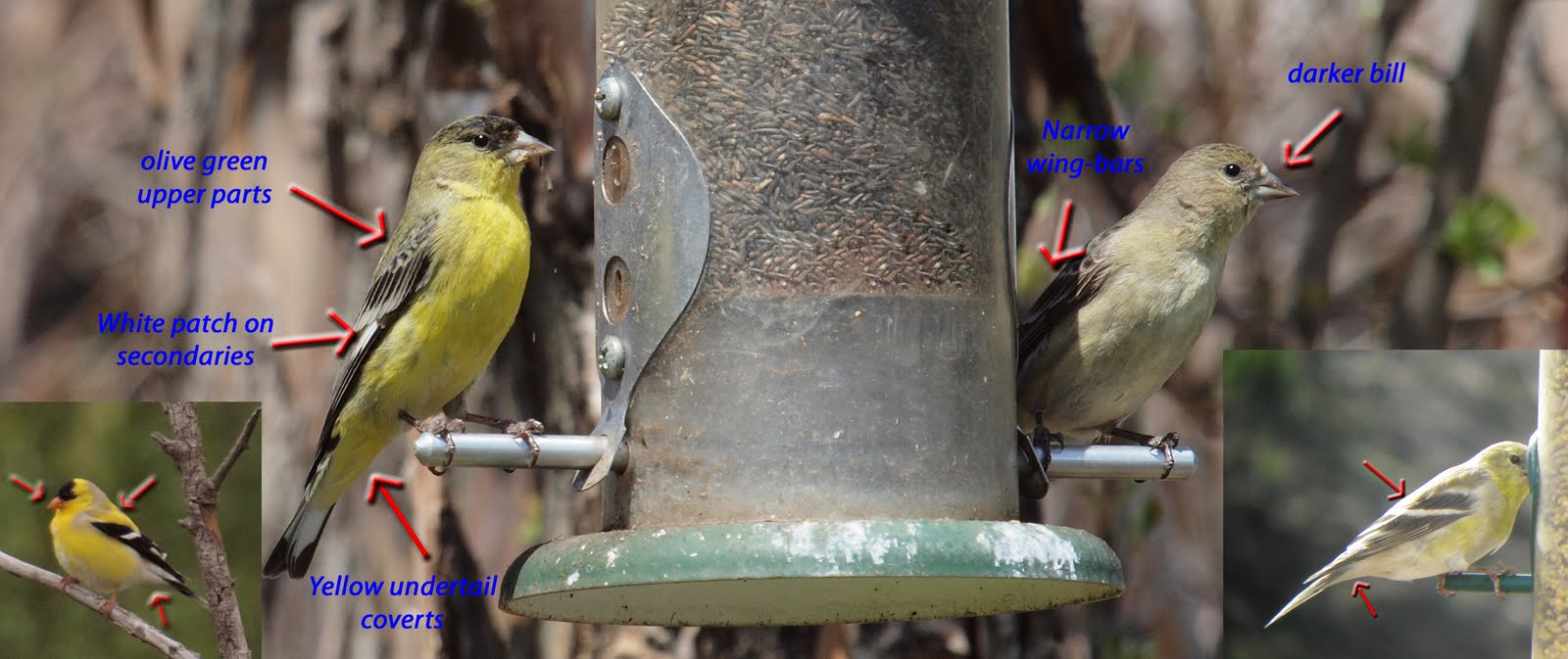 Birding Is Fun!: Backyard Birding: American vs Lesser Goldfinch