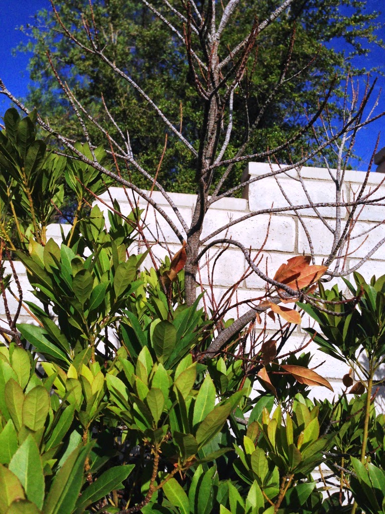 Xtremehorticulture of the Desert Japanese Blueberry Top Dieback Part II