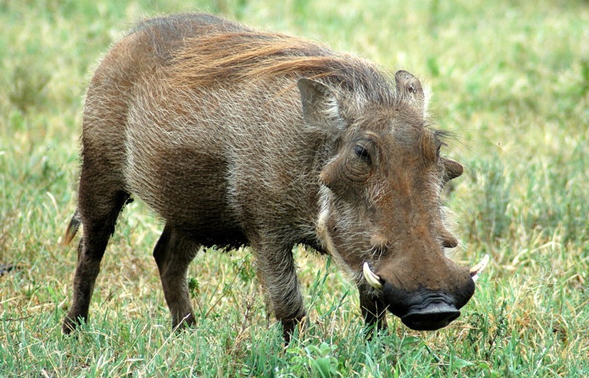 Warthog Animal Wildlife