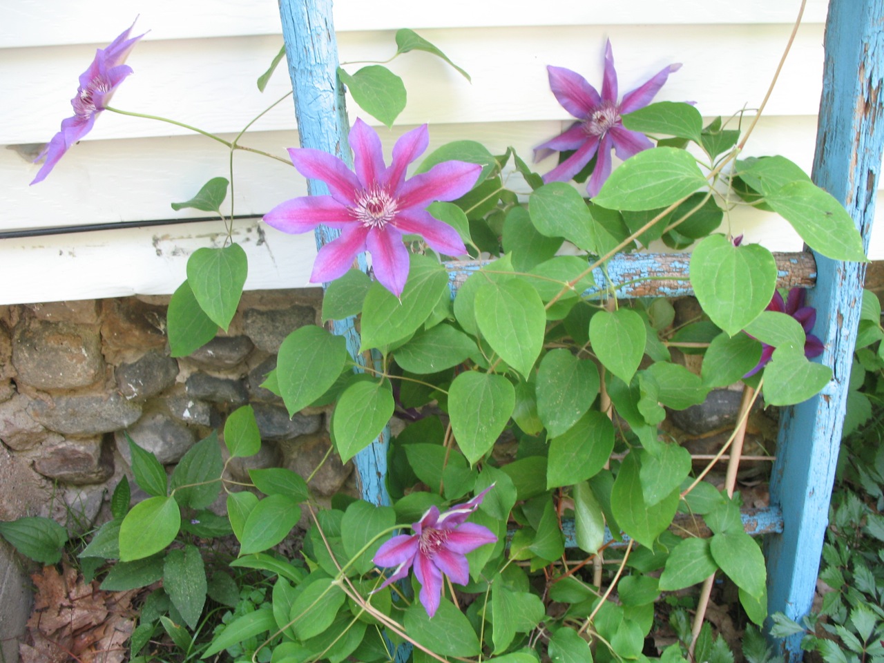 A Life Divided May showers bring June flowers