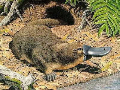 platypus-platipus.jpg