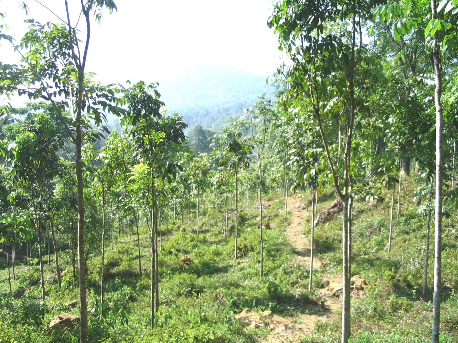 Research Studies on Forest Management in Sri Lanka Establishment of