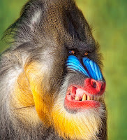 Rainbow colored face baboon angry smiling showing teeth Rainbow colored face baboon angry smiling showing teeth