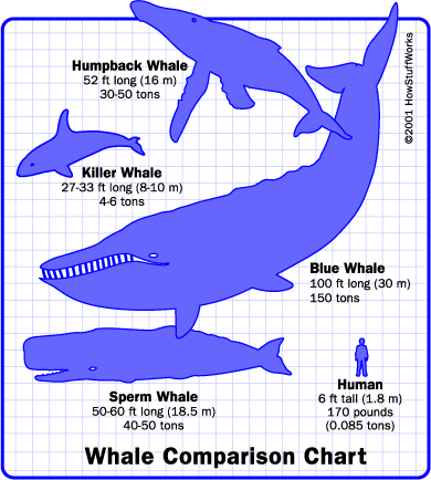 blue whale length