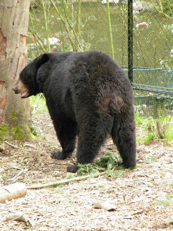 Bear