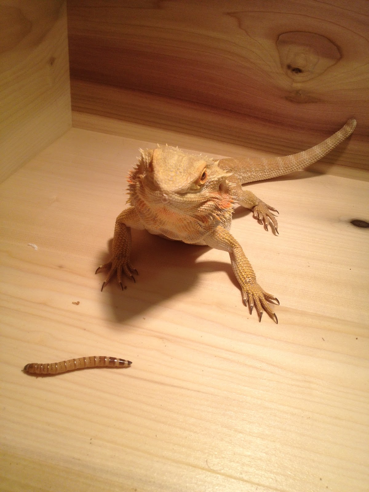 bearded-dragon-eating-mouse9.jpg