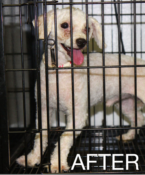 puppy mills in florida bark clark puppy mill rescue in florida puppy mills in florida bark clark puppy mill rescue in florida