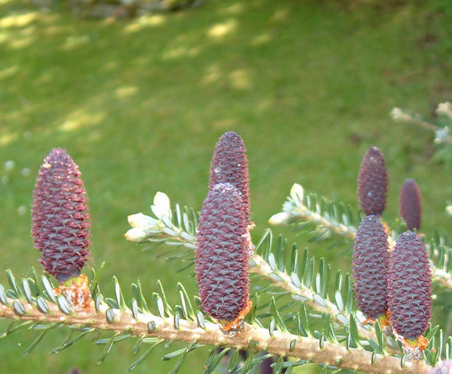 plant propagation a guide to propagating seed brown s christmas tree farm